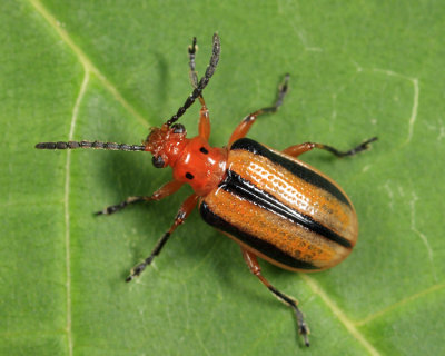Three-lined Potato Beetle - Lema daturaphila