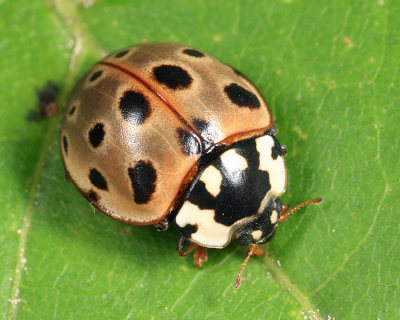Eye-spotted Lady Beetle - Anatis mali