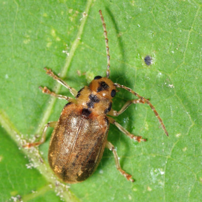 Viburnum Leaf Beetle - Pyrrhalta viburni