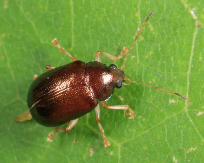 Rhabdopterus sp.