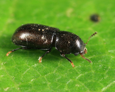 Orthocis punctatus