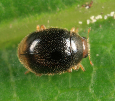 Diomus terminatus