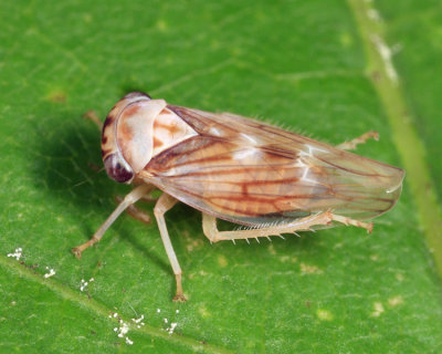 Idiocerus sp.