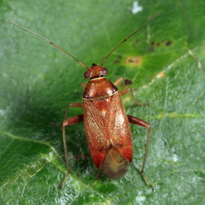 Pinalitus rubricatus