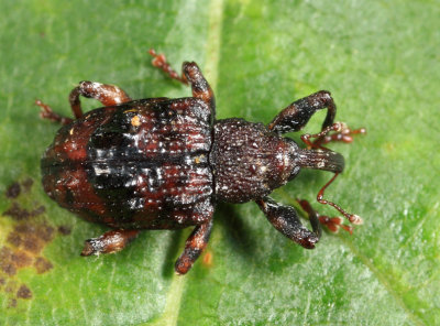 Plum Curculio - Conotrachelus nenuphar