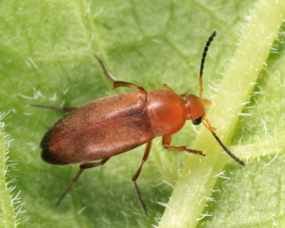 Anaspis rufa