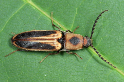 Megapenthes limbalis