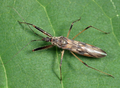 Metatropiphorus belfragii