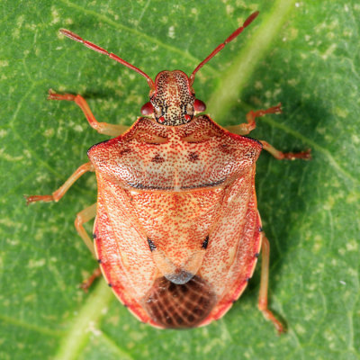 Dendrocoris humeralis