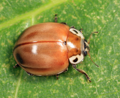 Streaked Lady Beetle - Myzia pullata