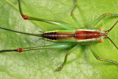 Lesser Pine Katydid - Orchelimum minor