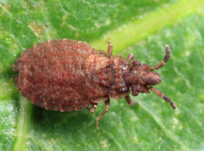 Pine Flat Bug - Aradus kormilevi