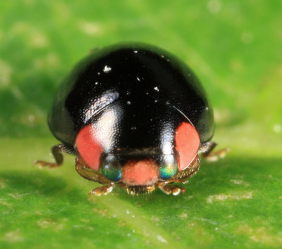 Bigeminy Lady Beetle - Hyperaspis bigeminata