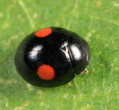 Hyperaspis sp. (binotata/signata group), female