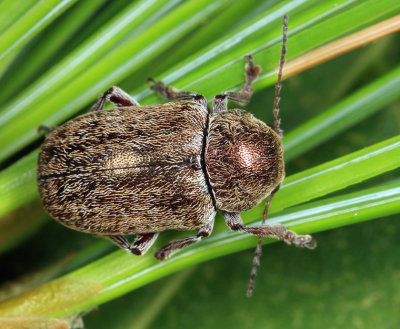 Glyptoscelis pubescens