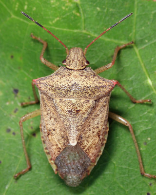 Brown Stink Bug - Euschistus servus