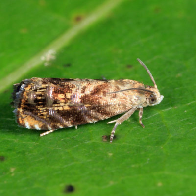 3429 - Lesser Appleworm Moth - Grapholita prunivora