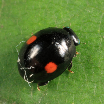 Hyperaspis sp. (binotata/signata group), female