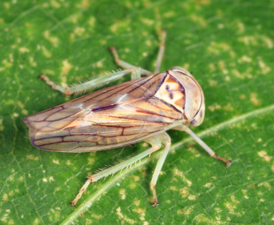 Idiocerus sp.