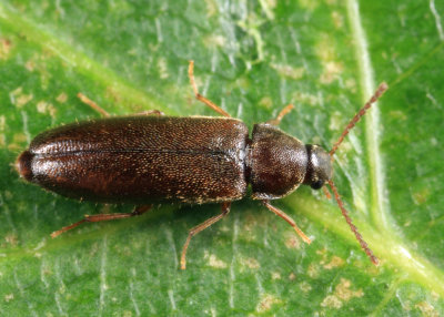 Scotochroides antennatus