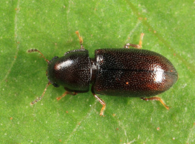 Orthocis punctatus