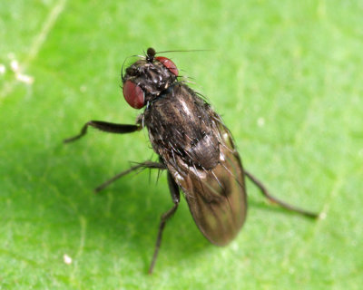 Rachispoda fumipennis group
