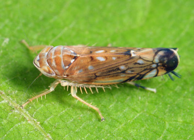 Vine Leafhopper - Scaphoideus titanus