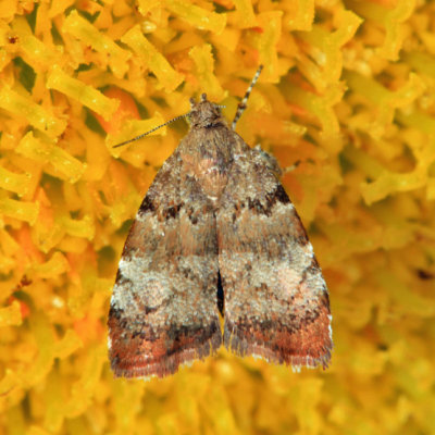 2650 - Apple Leaf Skeletonizer Moth - Choreutis pariana