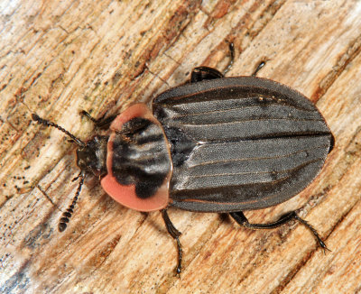 Margined Carrion Beetle - Oiceoptoma noveboracense