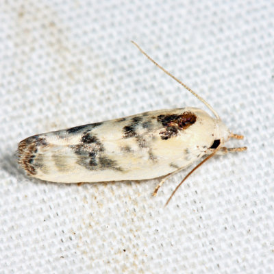 1014 - Pale Gray Bird-dropping Moth - Antaeotricha leucillana