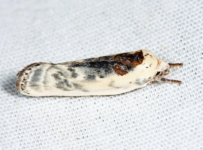 1011 - Schlaegers Fruitworm Moth - Antaeotricha schlaegeri