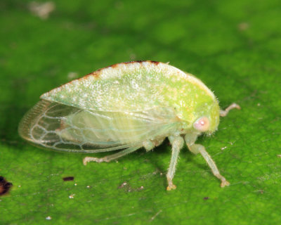 Atymna helena (female)