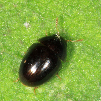 Acylomus sp.