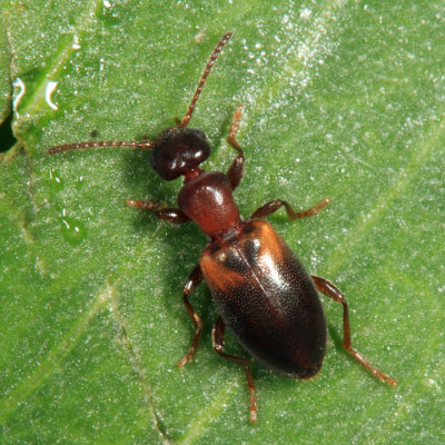 Narrow-necked Grain Beetle - Omonadus floralis