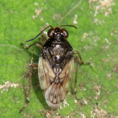 Saldula pallipes