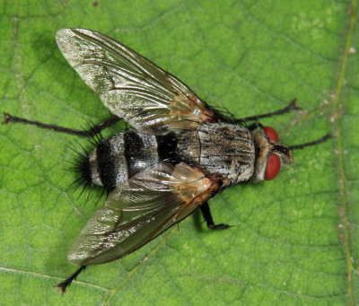 Microphthalma disjuncta