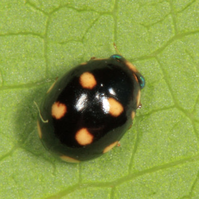Brachiacantha decempustulata (female)
