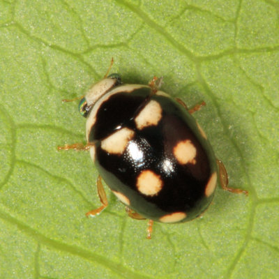 Brachiacantha decempustulata (male)