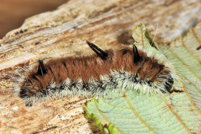 9202 - Large Gray Dagger - Acronicta insita