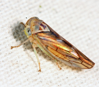 Idiocerus sp.