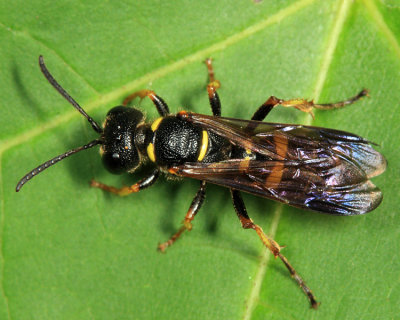 Cerceris atramontensis 