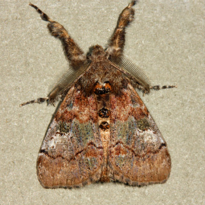 8300 - Cinnamon Tussock Moth - Dasychira cinnamomea