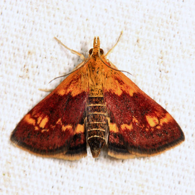  5058  Orange Mint Moth  Pyrausta orphisalis