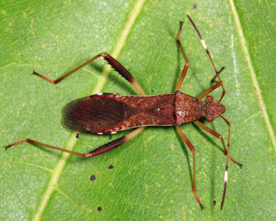 Lupine Bug - Megalotomus quinquespinosus