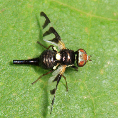 Four-barred Knapweed Gall Fly - Urophora quadrifasciata 