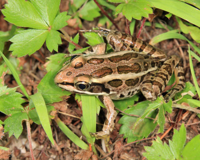 Pickerel Frog - Rana palustris