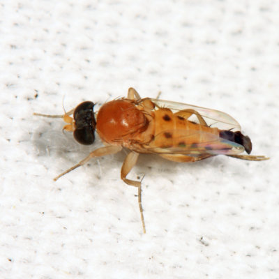 Scuttle flies - Phoridae