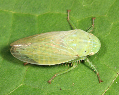 Leafhoppers genus Gypona