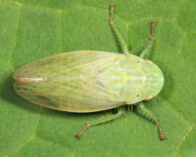 Gypona melanota (female)