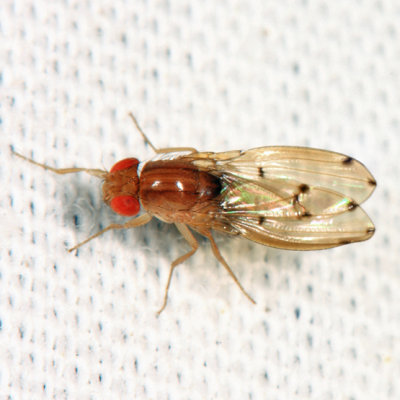Drosophila deflecta
